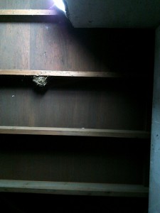 バス停内の雀の巣